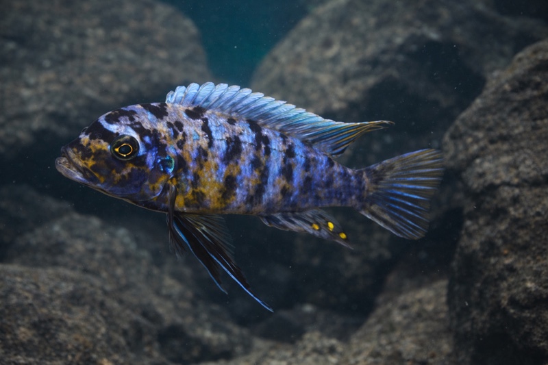 Maylandia fainzilberi 'Lukuyusi'